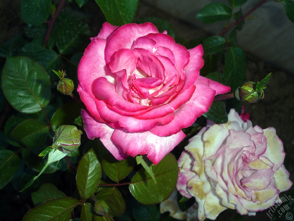 Red rose photo.
