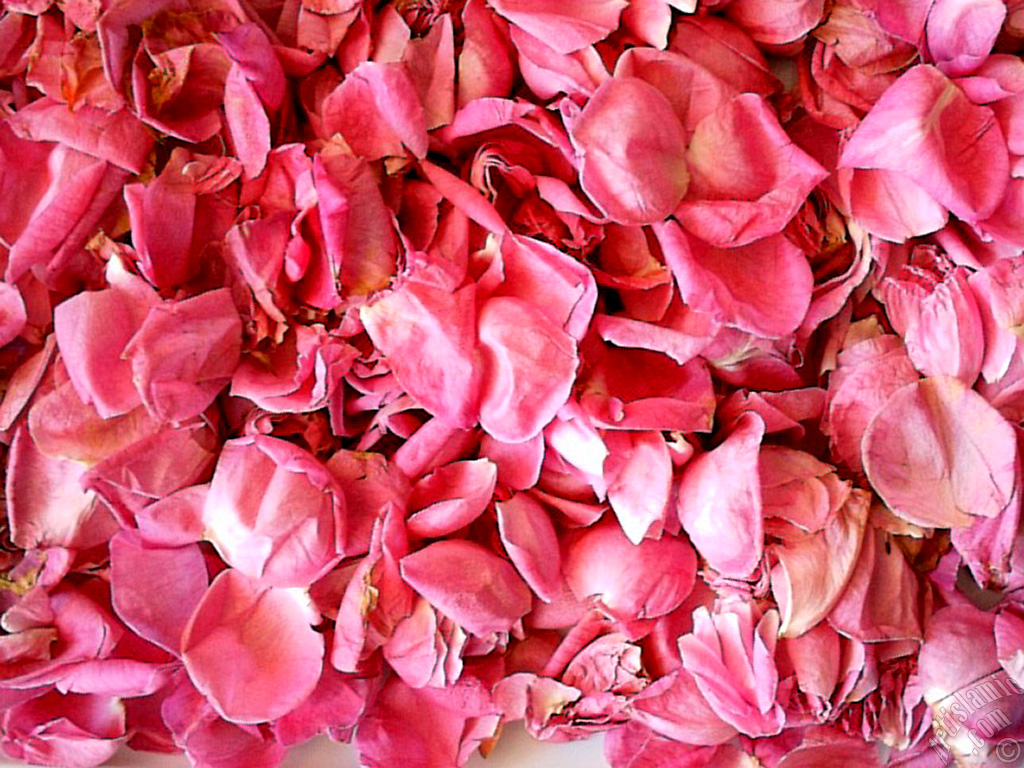 Rose leaves.
