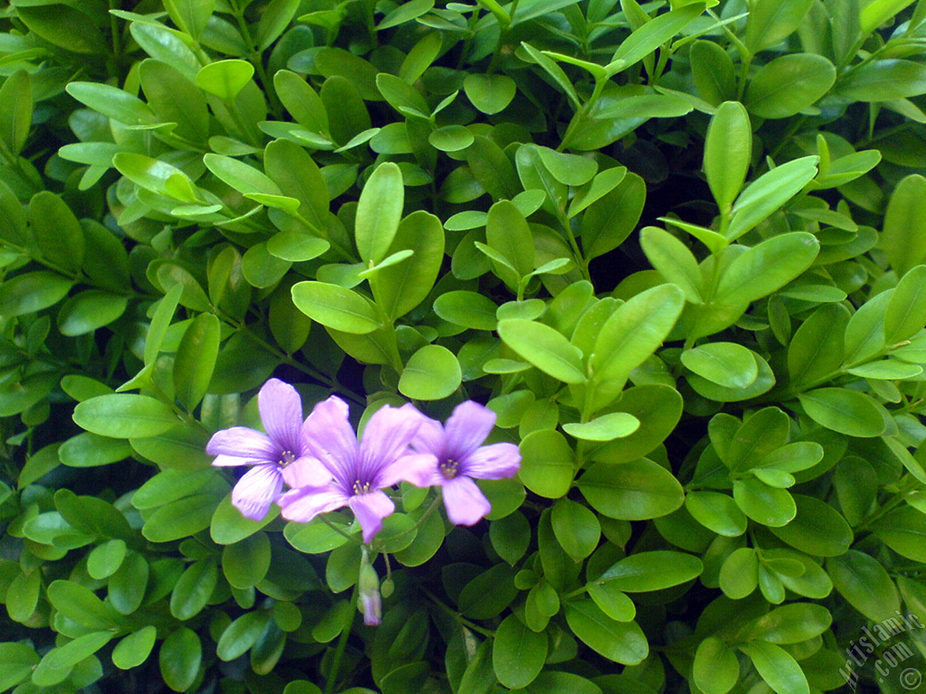 Shamrock -Wood Sorrel- flower.
