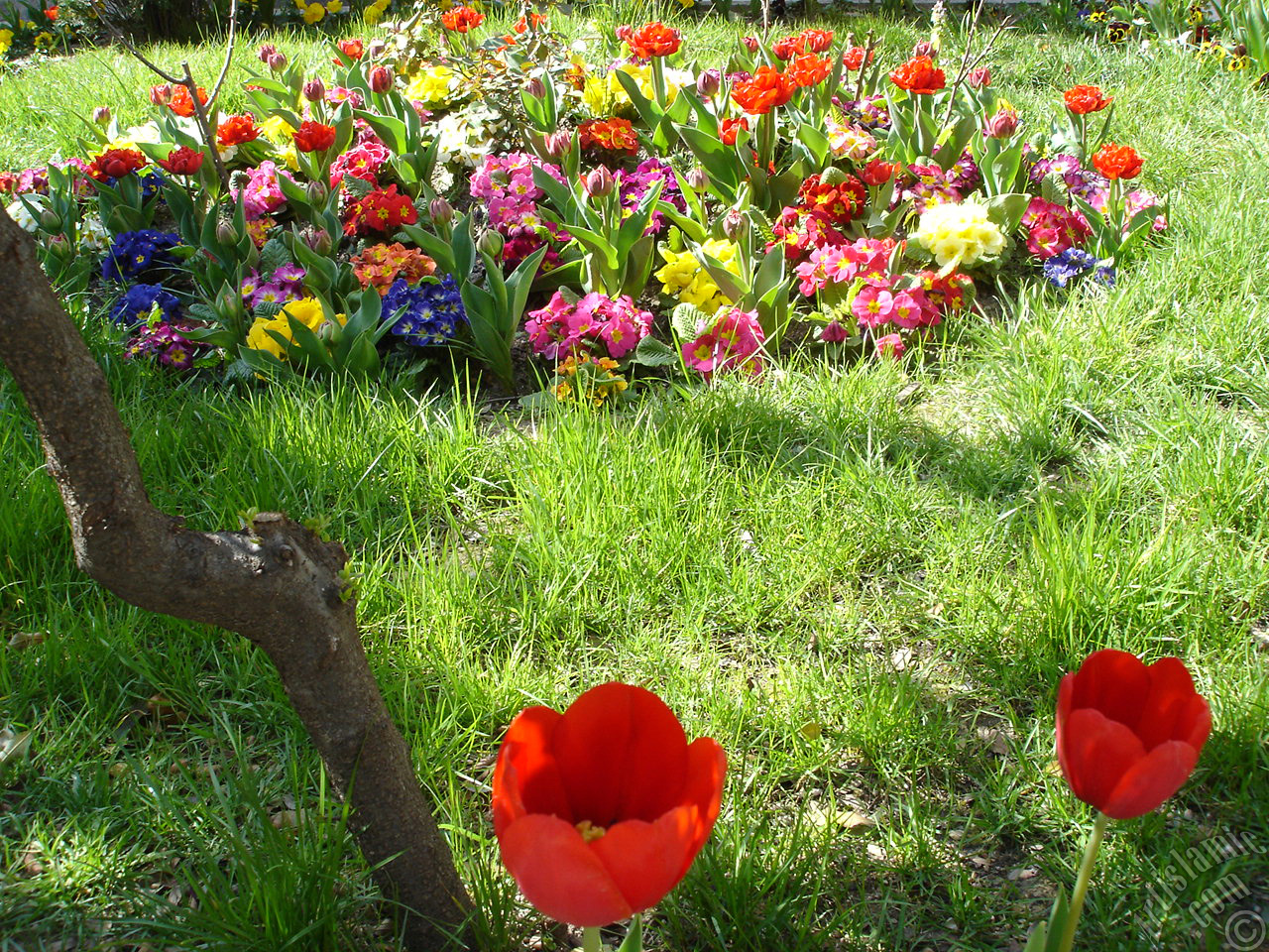 Red Turkish-Ottoman Tulip photo.
