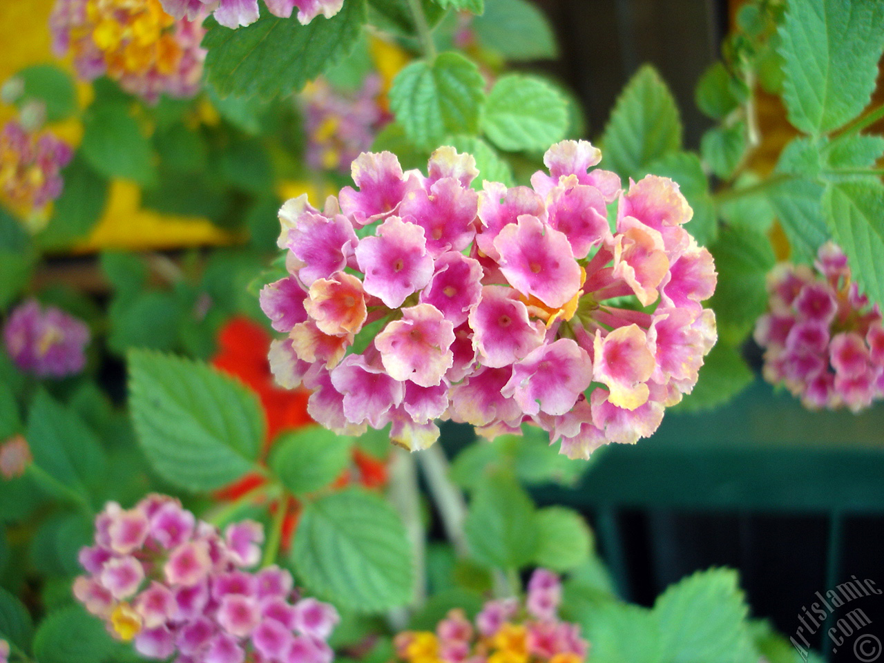 Lantana camara -bush lantana- flower.
