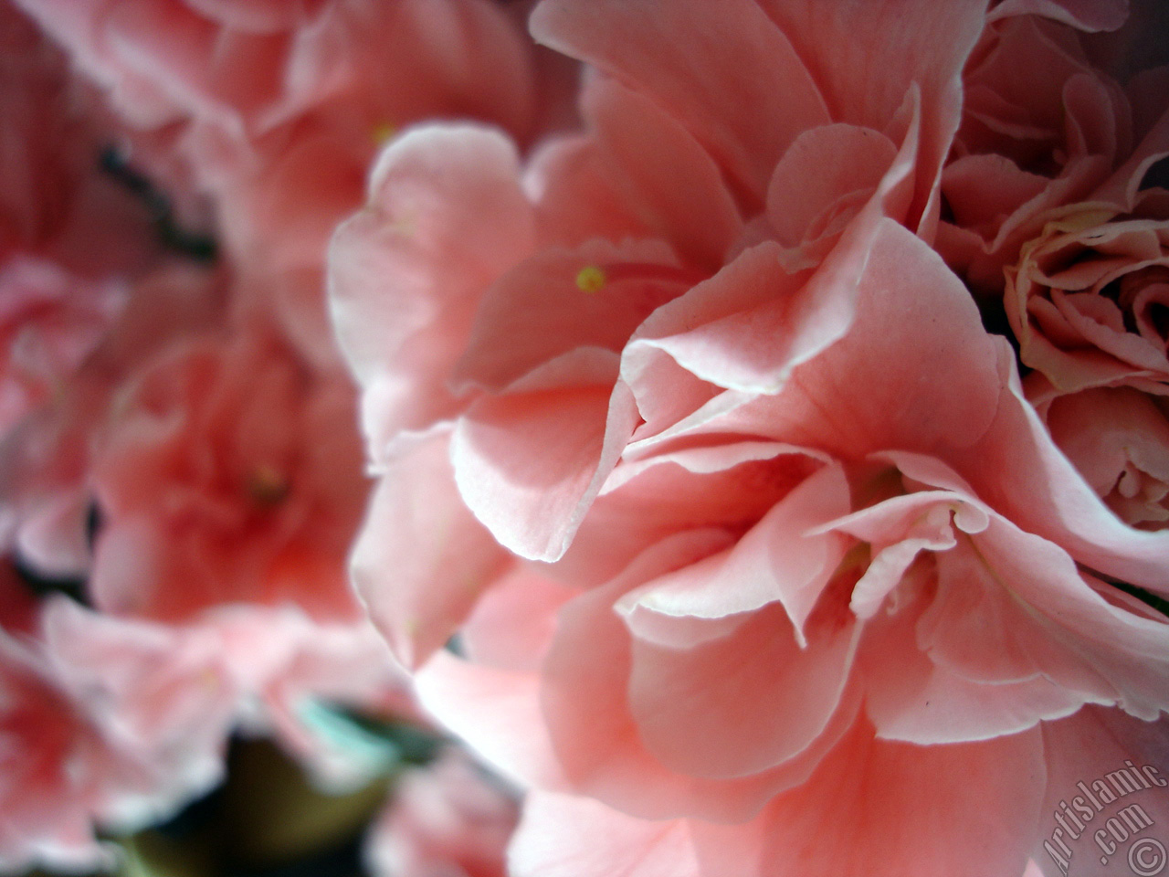 Pink color Azalea -Rhododendron- flower.
