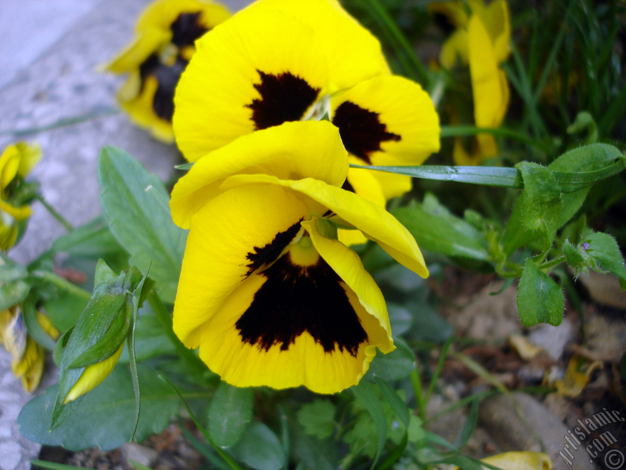 Yellow color Viola Tricolor -Heartsease, Pansy, Multicoloured Violet, Johnny Jump Up- flower.
