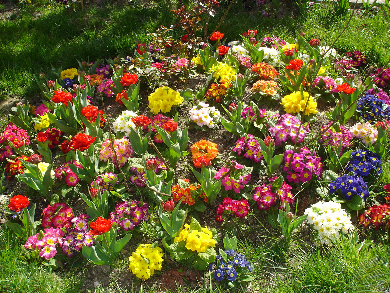 A primrose flower photo.
