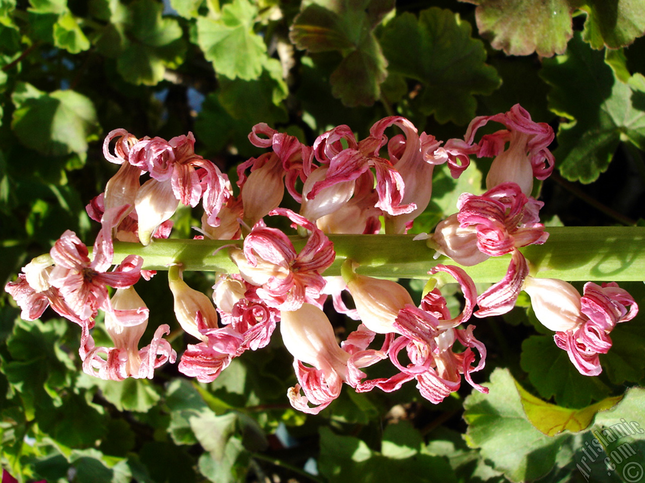 Pink color Hyacinth flower.
