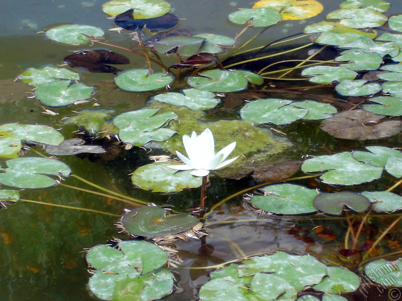 Water Lily flower.
