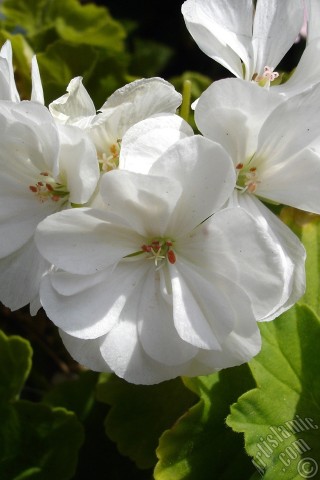A mobile wallpaper and MMS picture for Apple iPhone 7s, 6s, 5s, 4s, Plus, iPods, iPads, New iPads, Samsung Galaxy S Series and Notes, Sony Ericsson Xperia, LG Mobile Phones, Tablets and Devices: White color Pelargonia -Geranium- flower.
